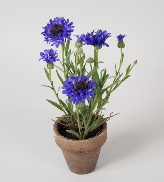 6796 Cornflower In Pot Living Home